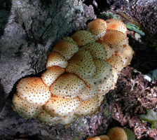Pholiota squarrosoides, cluster of fruiting bodies showing growth habit.